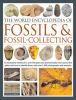 The_world_encyclopedia_of_fossils___fossil-collecting